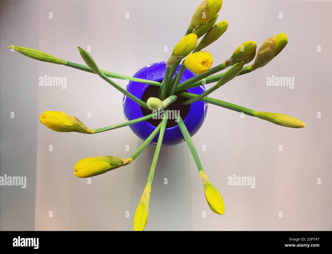 Closed daffodil buds in a blue vase shot from overhead - Smartphone Captured Stock Image