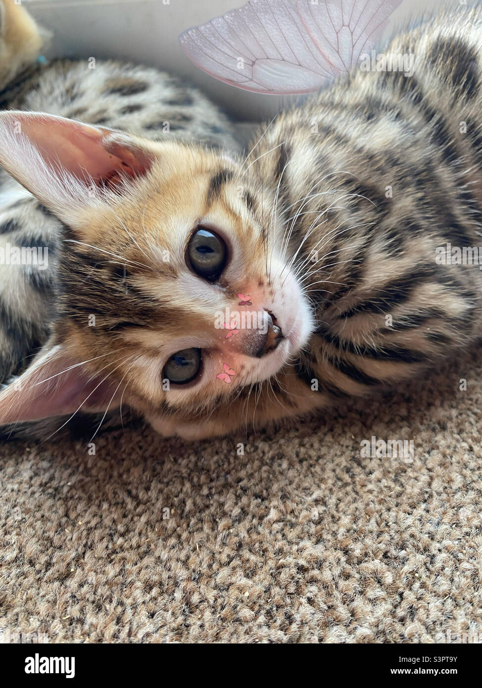 Cute bengal kitten Stock Photo - Alamy