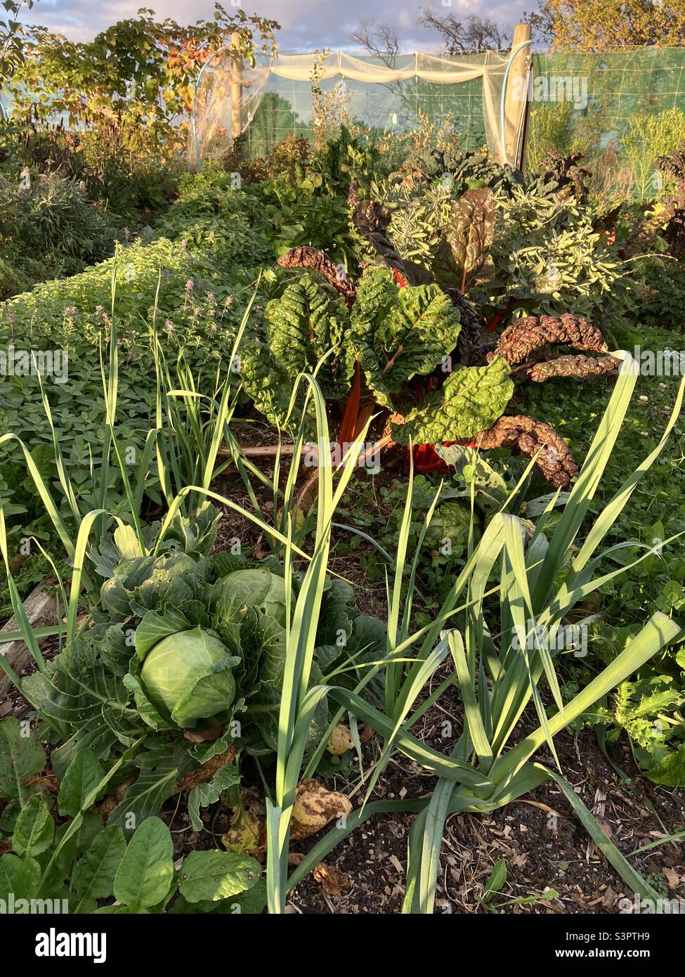 Regenerative vegetable garden Stock Photo