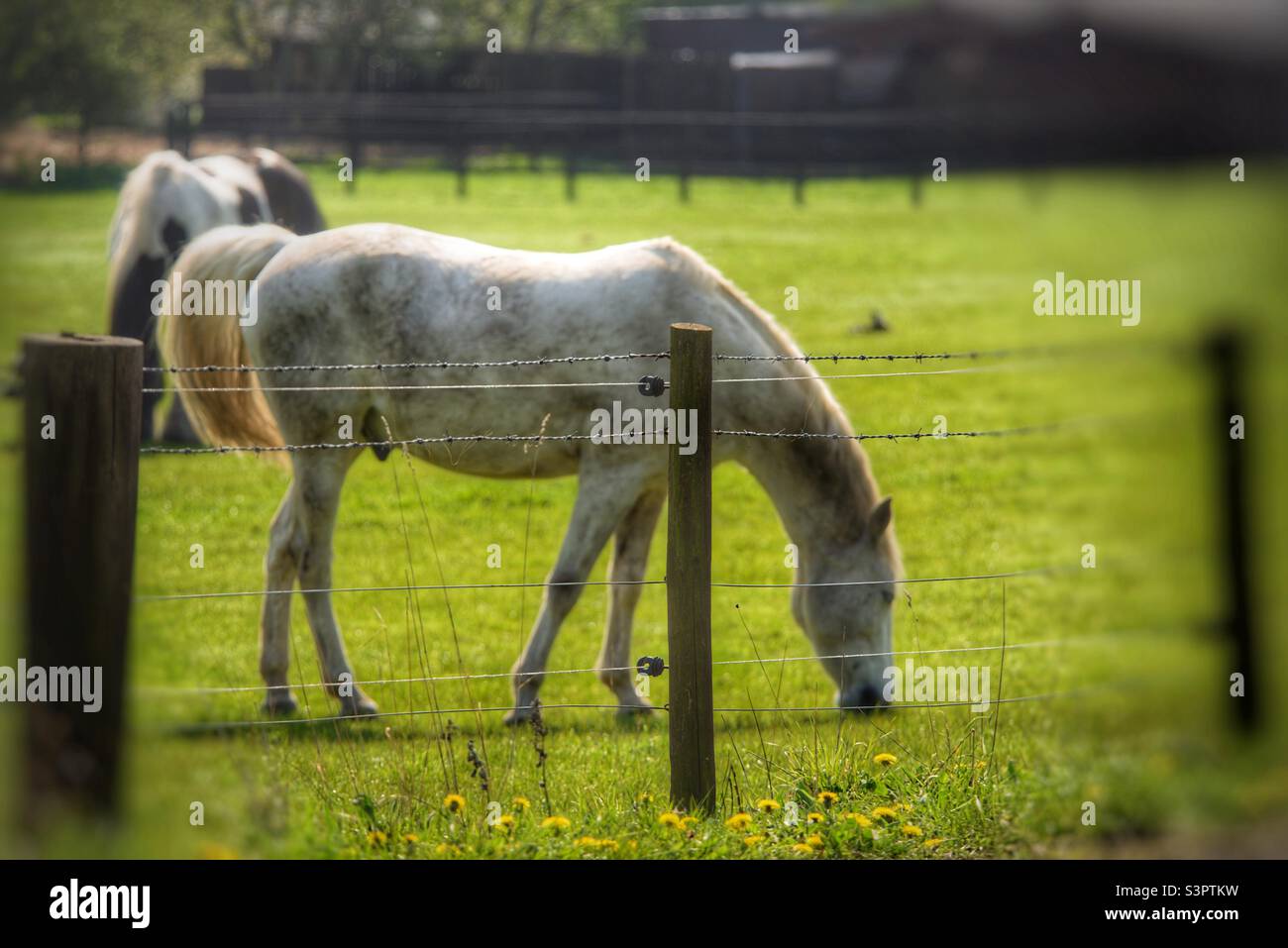 Horses in field Stock Photo