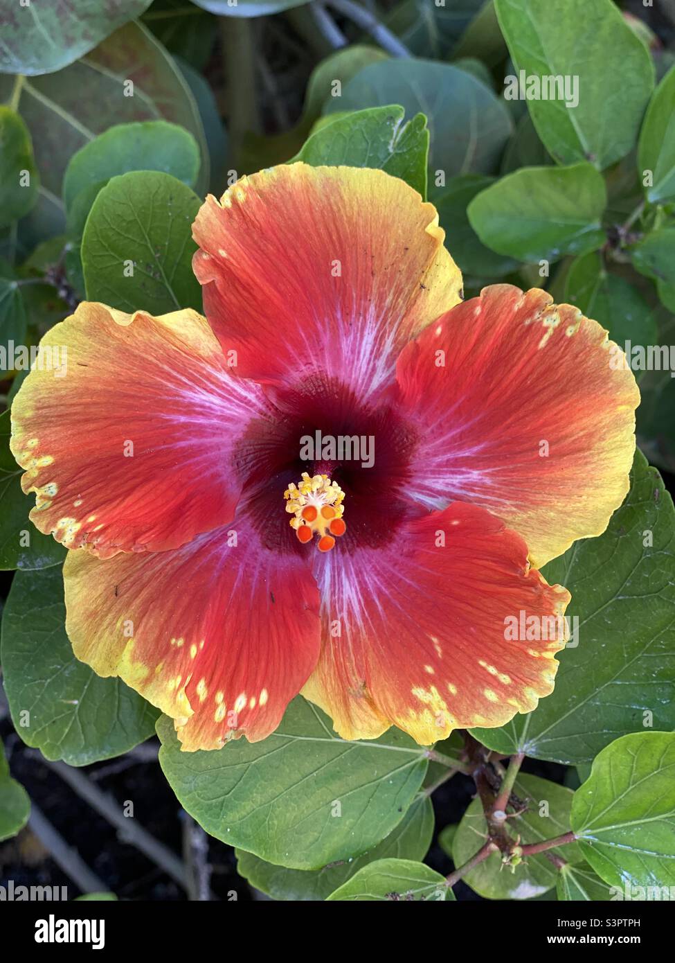 Hibiscus Flower in CocoCay Bahamas Stock Photo Alamy