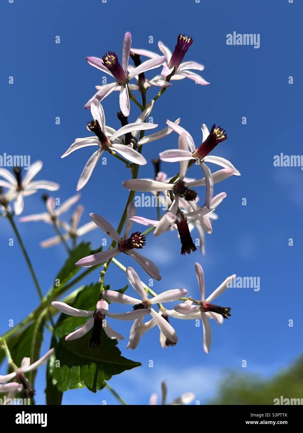 China berry tree blooms - Smartphone Captured Stock Image