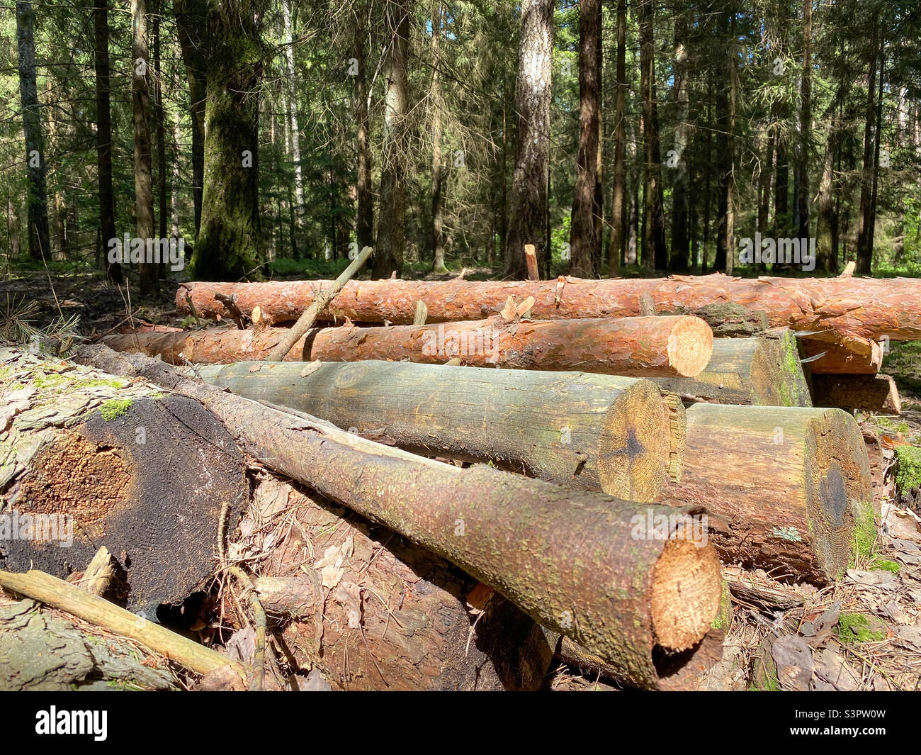 Felled wooden trunks of pine trees lie on the ground in the forest. The inner part of the tree trunk with annual rings close-up - Smartphone Captured Stock Image