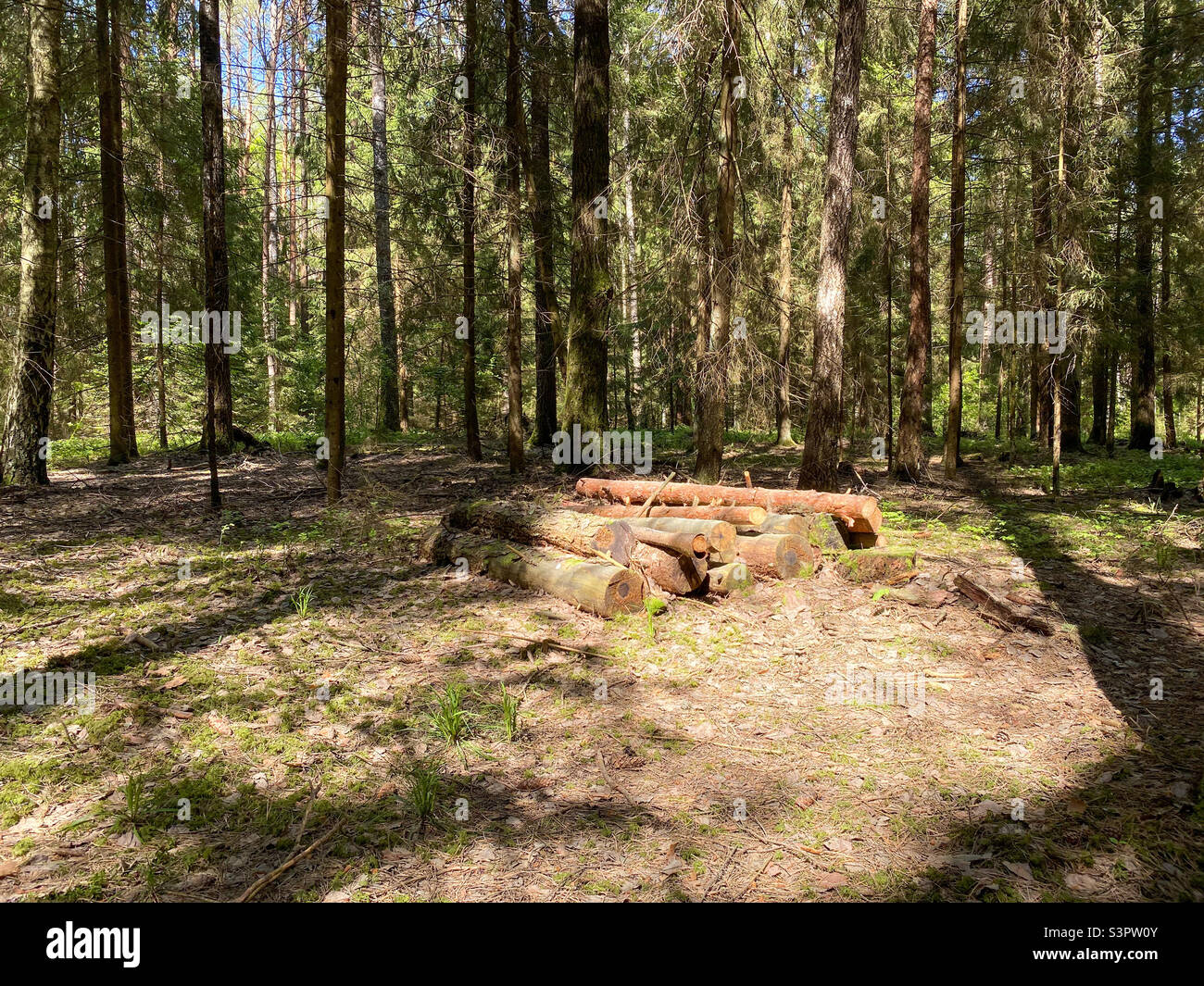 Felled wooden trunks of pine trees lie on the ground in the forest.  The inner part of the tree trunk with annual rings close-up - Smartphone Captured Stock Image