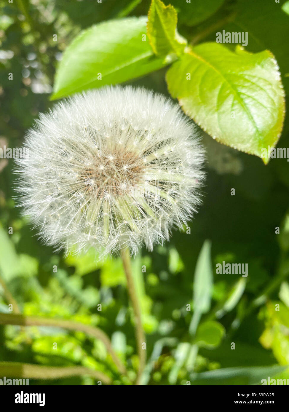 Dandelion of the family Taraxacum officinale close-up.  Dandelion air.  Dandelion officinalis Stock Photo