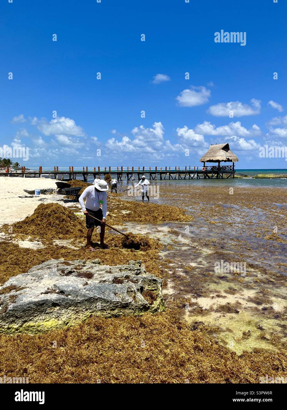 Harvest sea weed on the coastal beach in Playa del Carmen Mexico - Smartphone Captured Stock Image