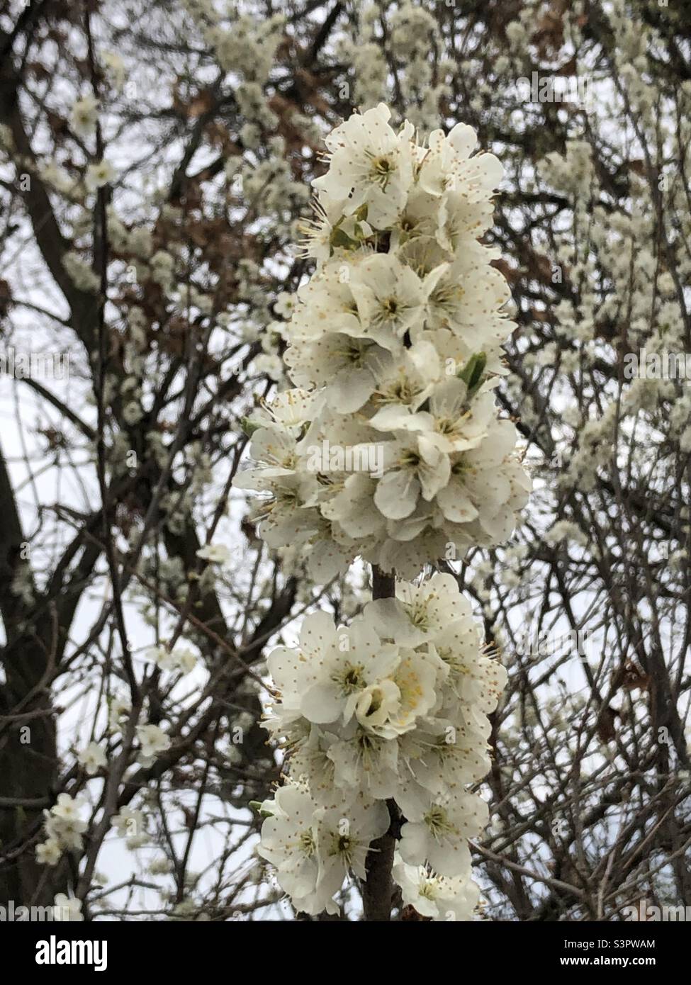 Tree with white Flower Stock Photo Alamy