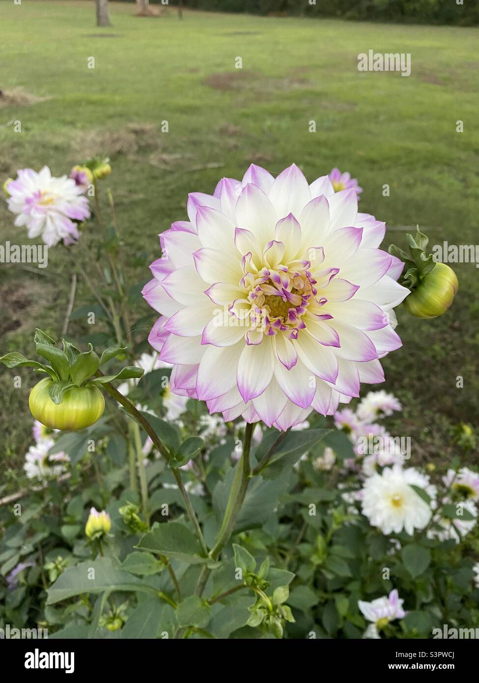 Dinner plate dahlia Stock Photo Alamy