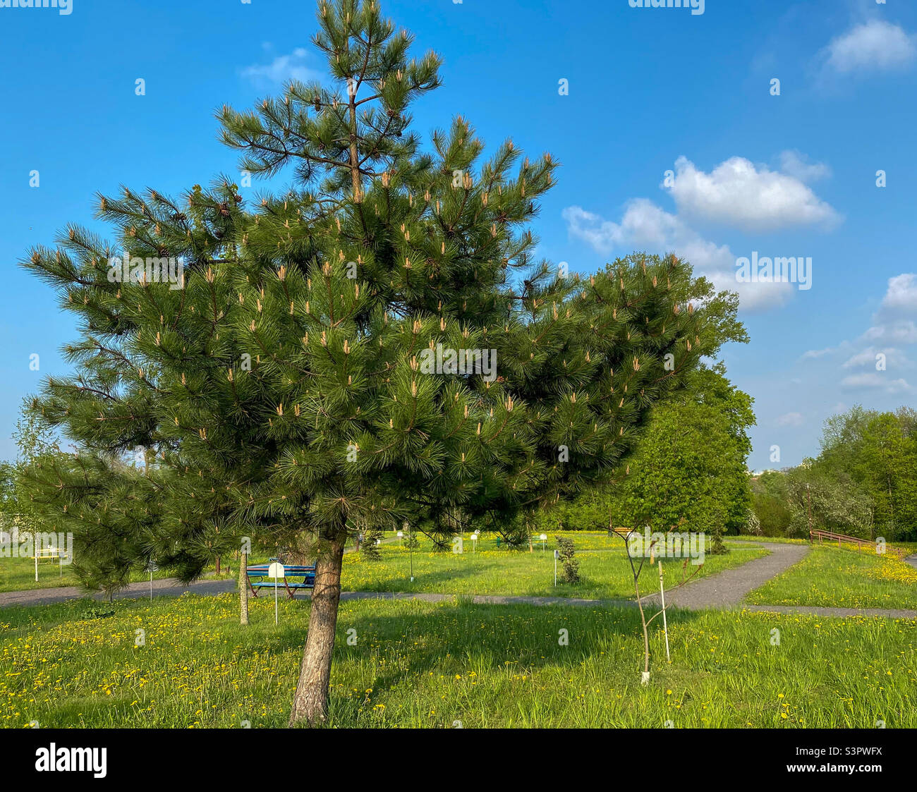 Young Aleppo pine pinus halepensis grows in the park Stock Photo