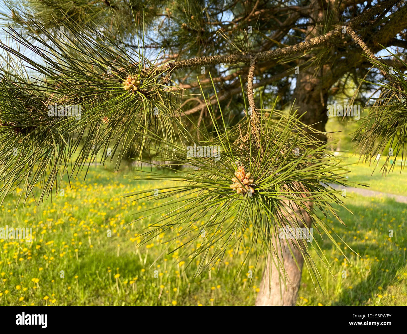 Young Aleppo pine pinus halepensis grows in the park Stock Photo