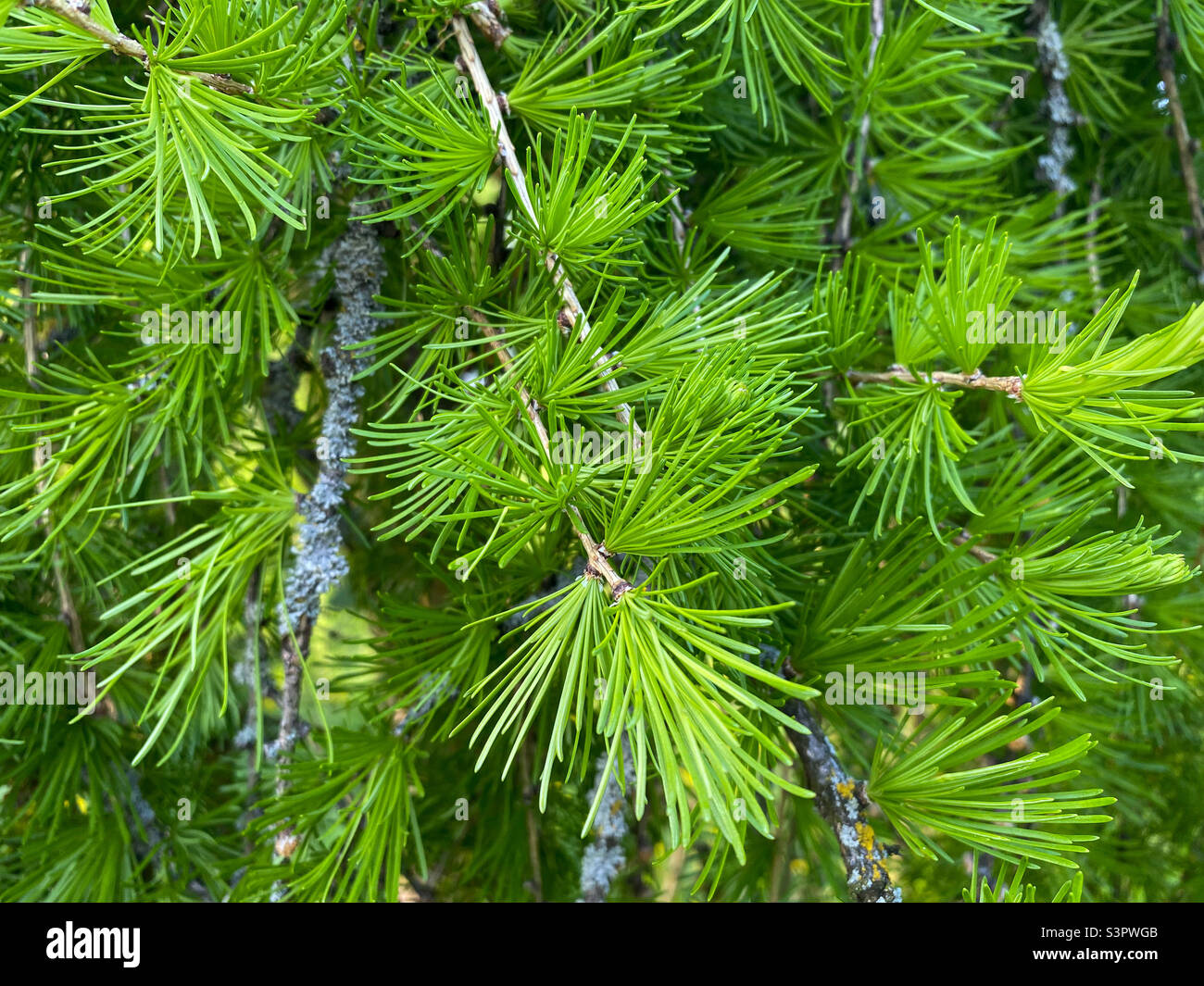 European larch branch larix decidua pendula. Pendula branch close-up Stock Photo