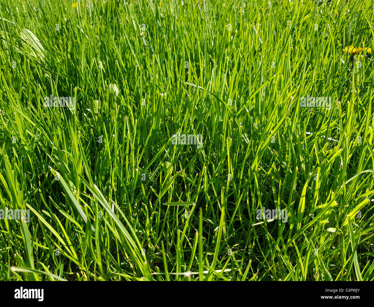 Green grass background. Green grass texture - Smartphone Captured Stock Image