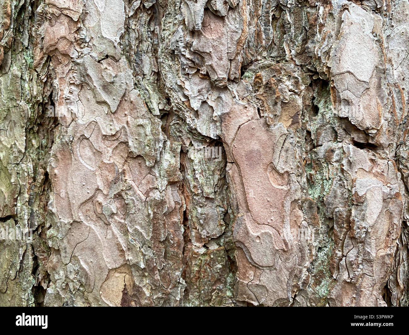 Background of pine bark. Pine bark close-up. Tree bark texture - Smartphone Captured Stock Image