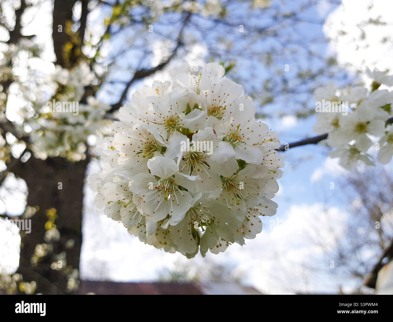 The cherry tree is in full bloom. Cherry blossoms in a small cluster of white. White cherry blossoms close up - Smartphone Captured Stock Image