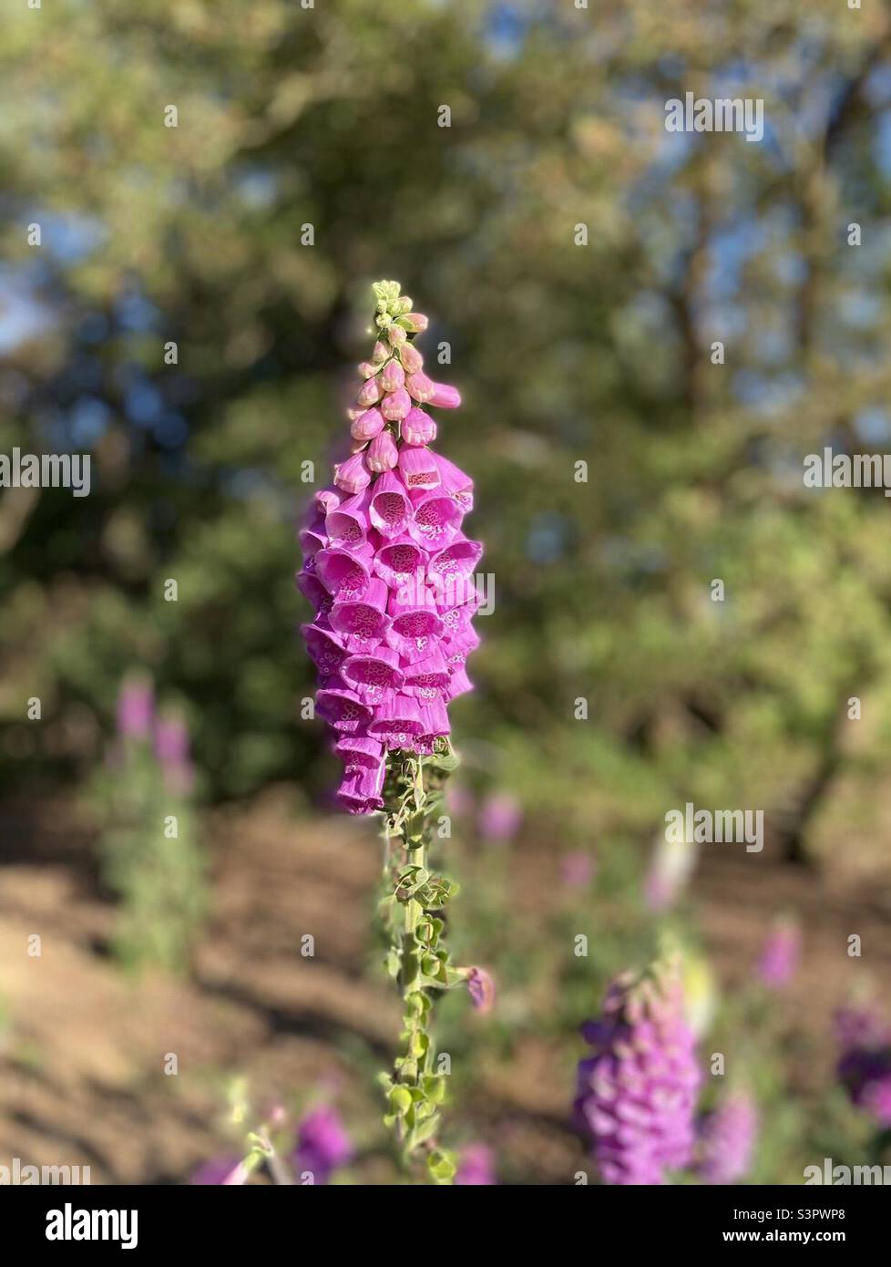 Foxgloves plant (Digitalis) in hot pink colour, displaying its clusters of tubular bell-shaped blooms Stock Photo