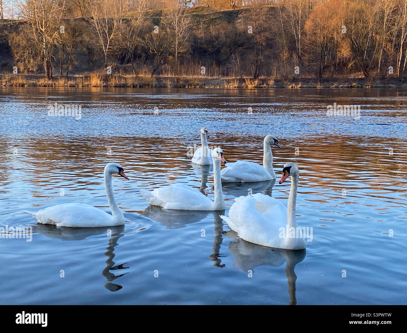 The swan family swims on the river. Many swans in one photo - Smartphone Captured Stock Image