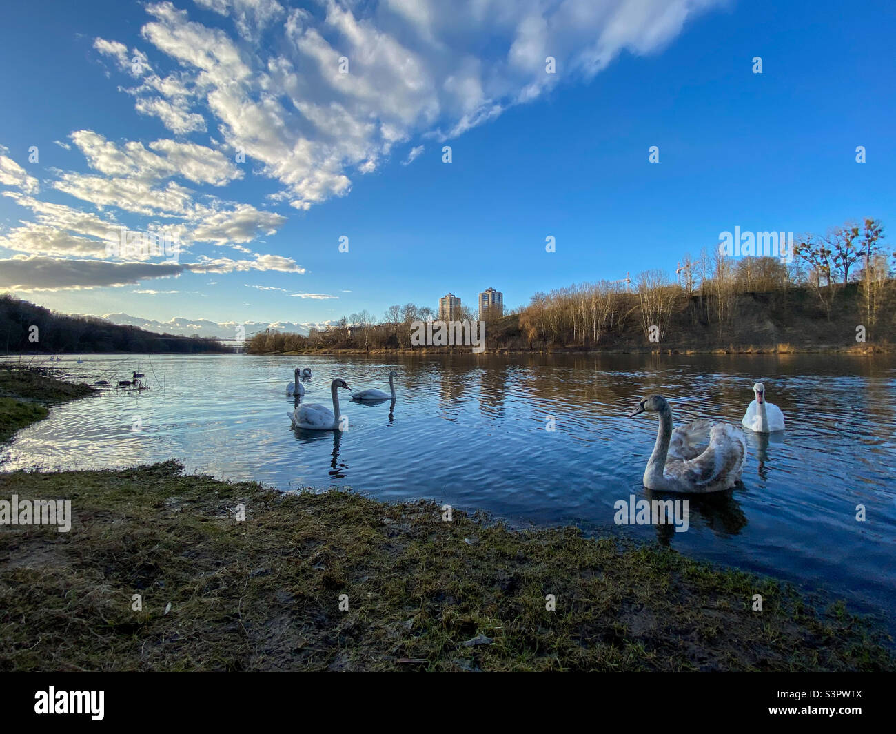 The swan family swims on the river.  Many swans in one photo - Smartphone Captured Stock Image