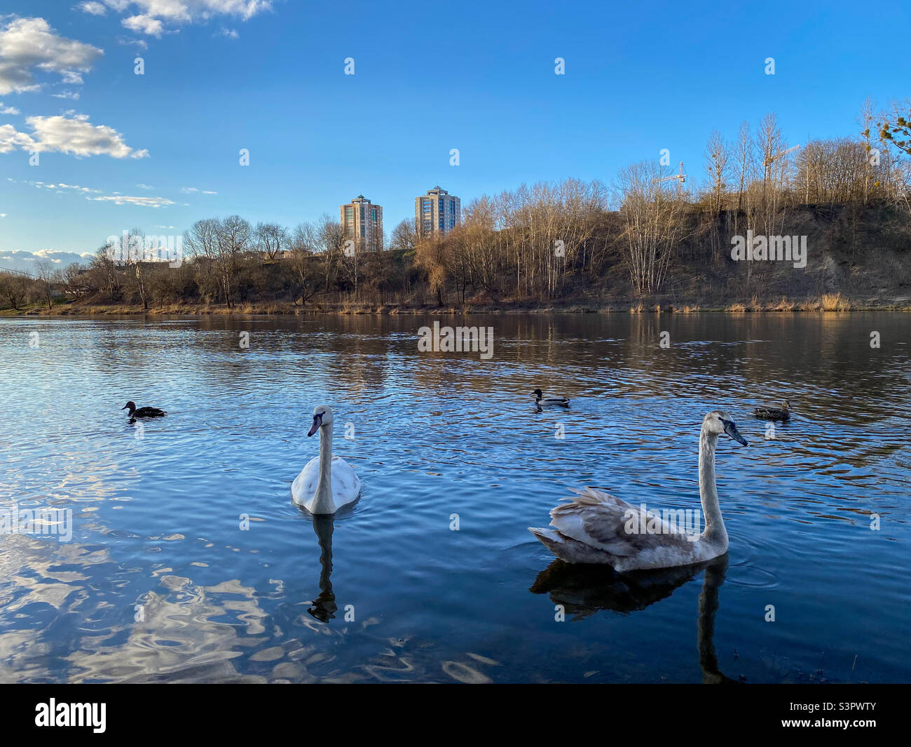 The swan family swims on the river.  Many swans in one photo - Smartphone Captured Stock Image