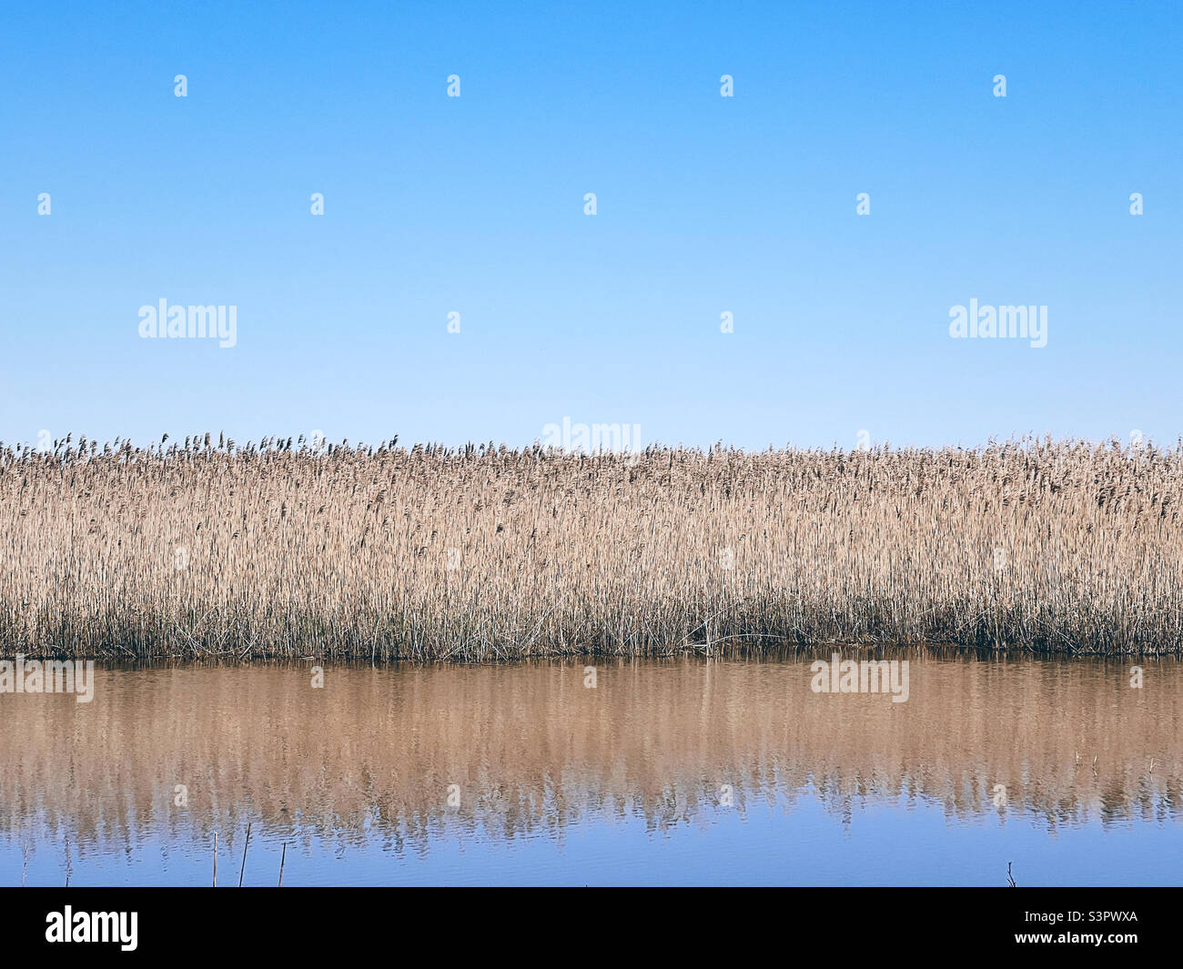 Reeds, blue sky and water at a salt marsh in New Jersey, USA. - Smartphone Captured Stock Image