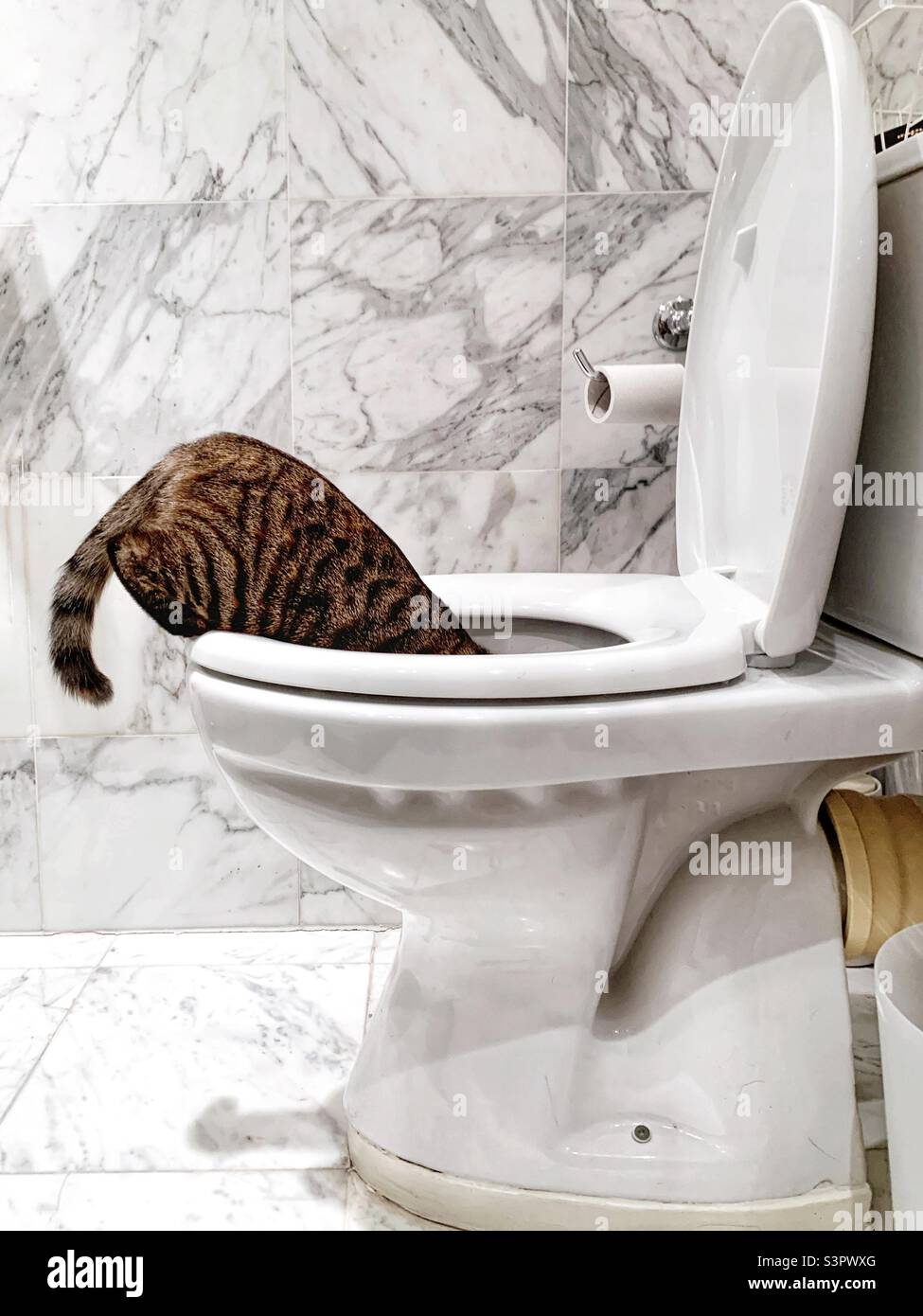 Cat drinking from toilet bowl, London, UK Stock Photo - Alamy