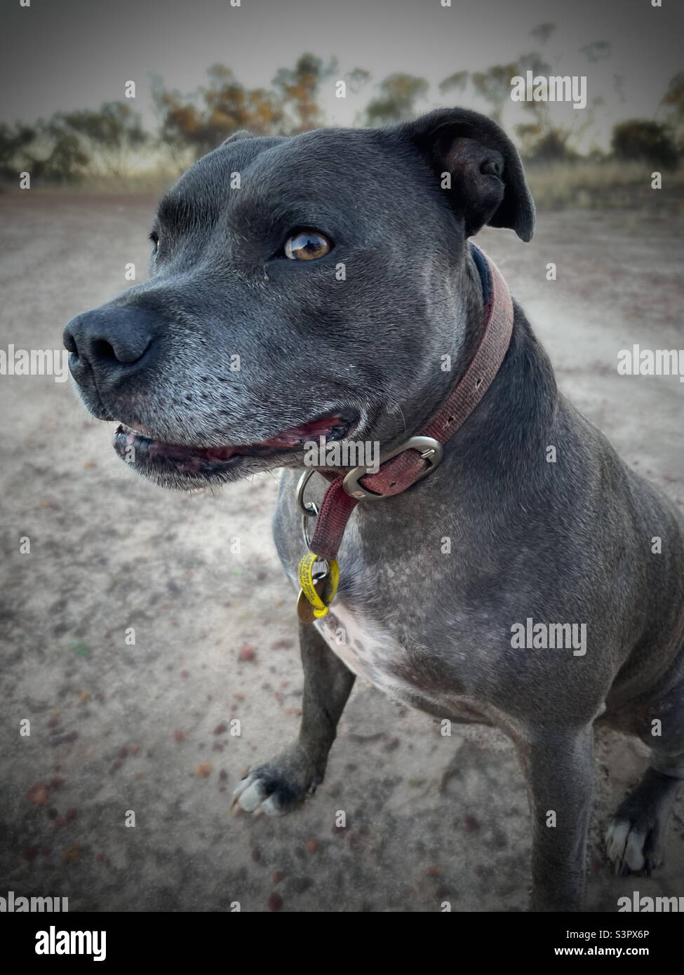 Purebred blue cheap english staffy