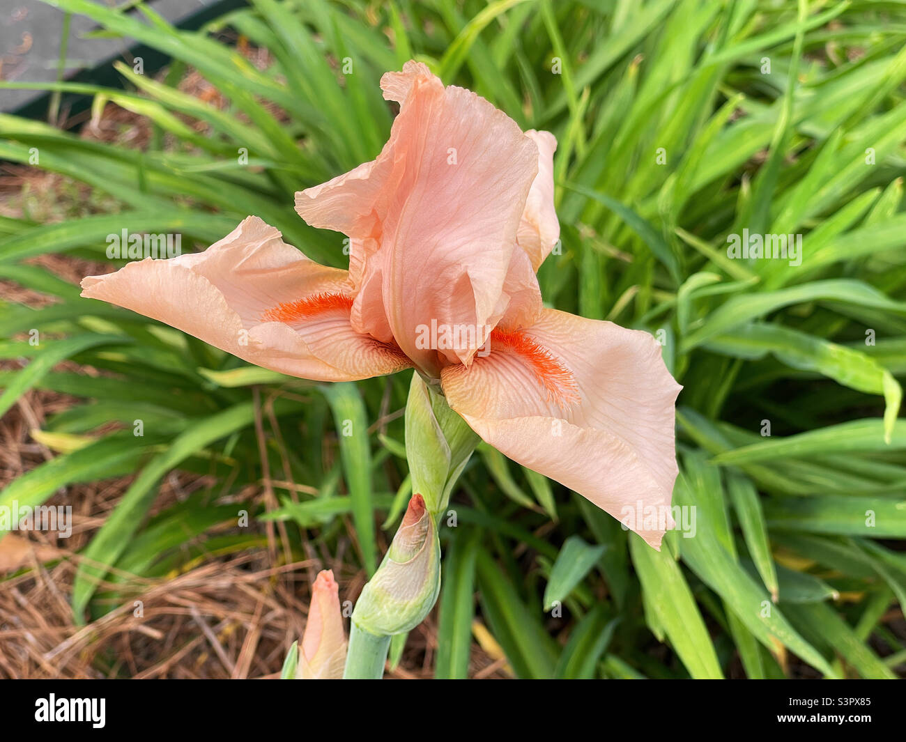 Peach colored bearded Iris flower blossom in a backyard garden. Stock Photo