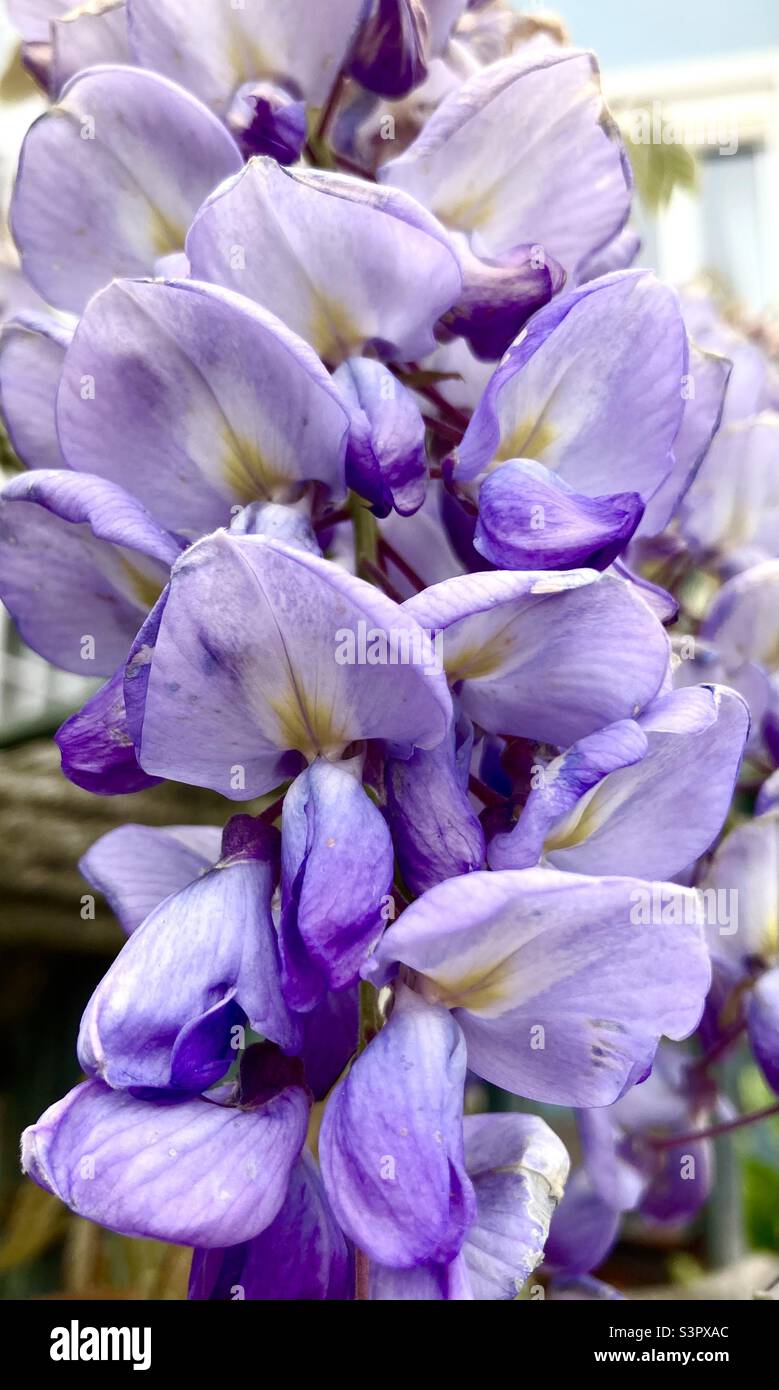 Purple flowers Chinese wisteria or Wisteria sinensis close up - Smartphone Captured Stock Image