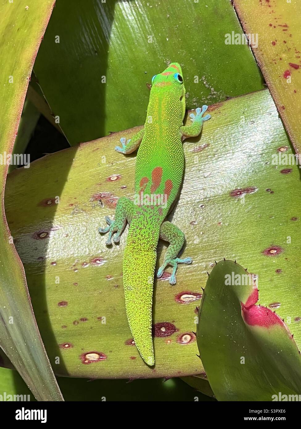 Gecko, Allerton Gardens Stock Photo