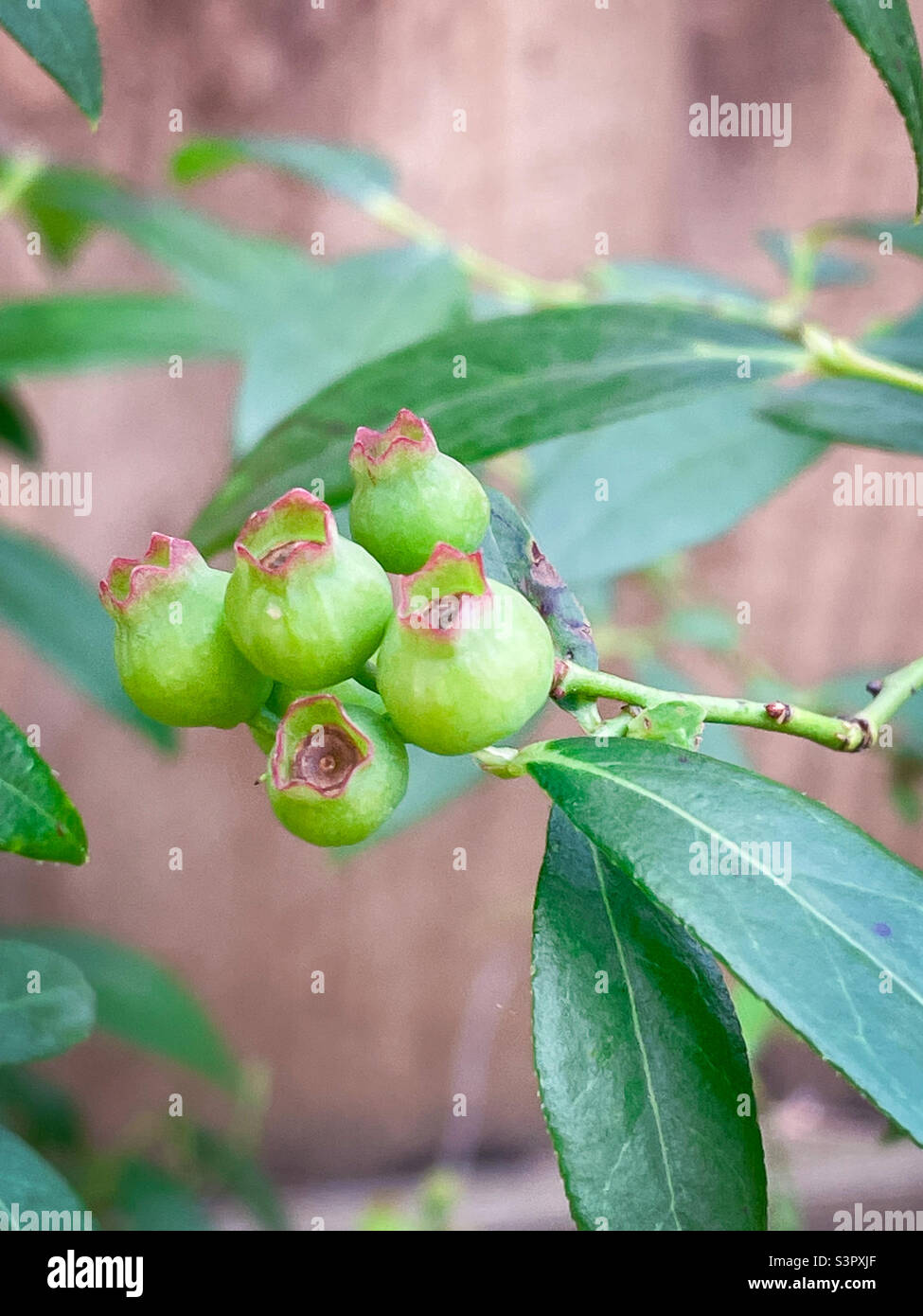 Cluster of unripe blueberries - Smartphone Captured Stock Image