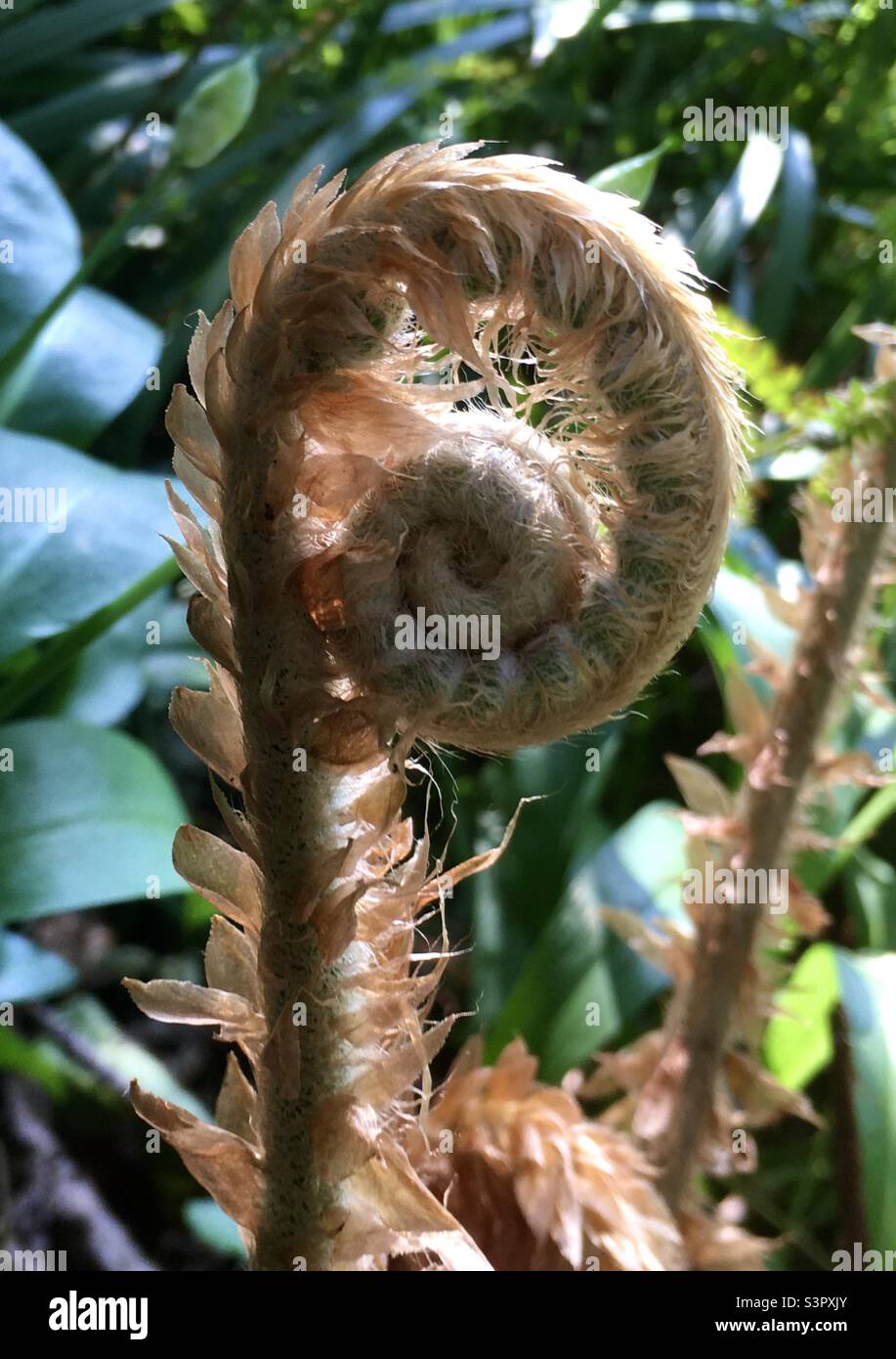 Fern, ancient, spiral, growth, nature, garden, forest , Stock Photo