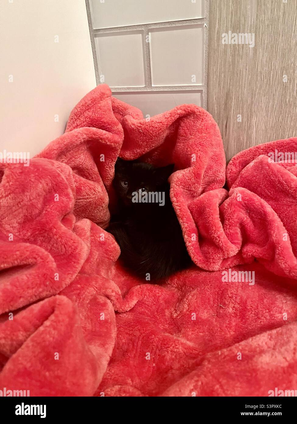 Tiny black kitten snuggled in pink blanket with bathroom tile wall behind, rescued but looks unsure even though comfortable Stock Photo