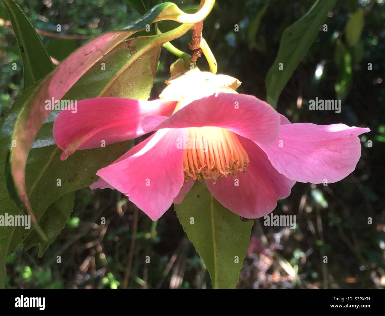 Light up, illuminated, pink, yellow, light, green, beauty, sunshine - Smartphone Captured Stock Image