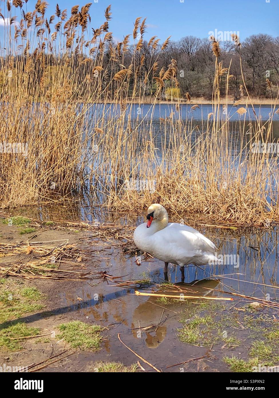 A lone swan in the pond. - Smartphone Captured Stock Image A lone swan in the pond. - Smartphone Captured Stock Image