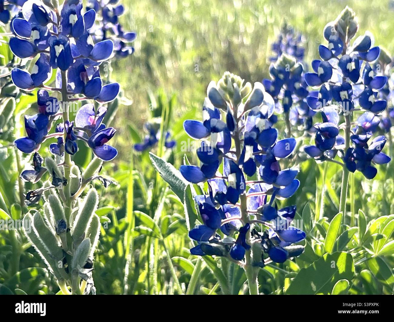 Bluebonnets with seed pods Stock Photo