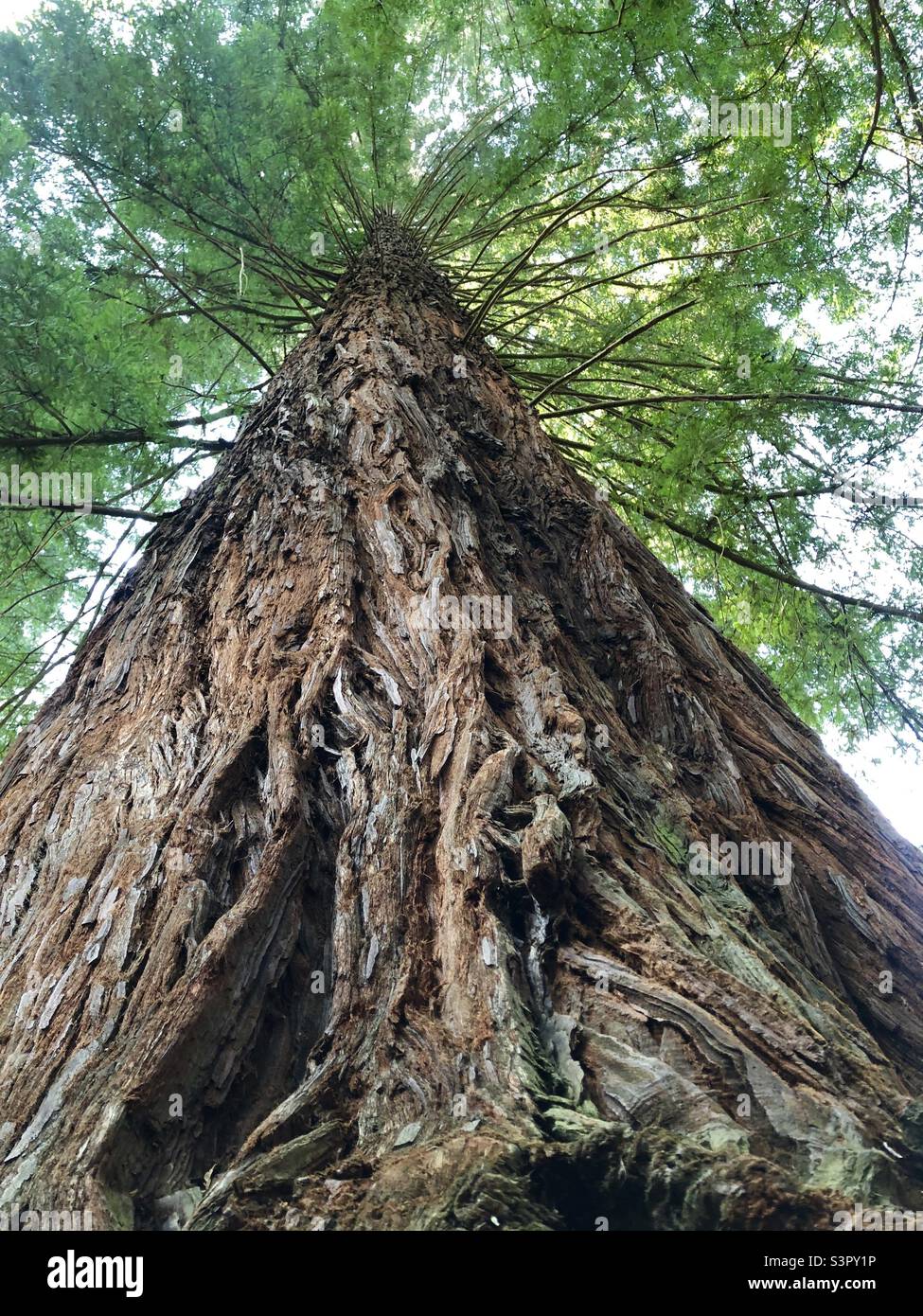 Redwood tree - South Africa Stock Photo - Alamy