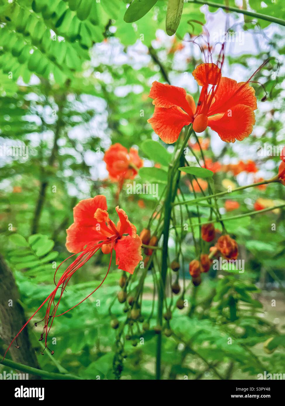 Royal Poinciana or Krishnachura flower Stock Photo Alamy
