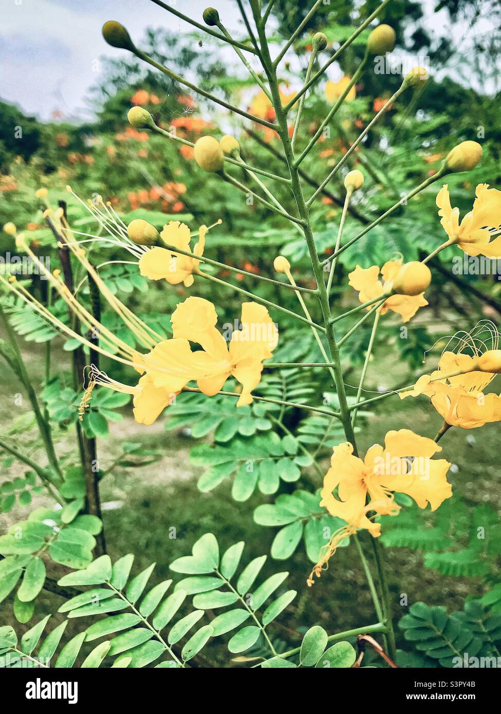 Royal Poinciana or Krishnachura flower Stock Photo Alamy