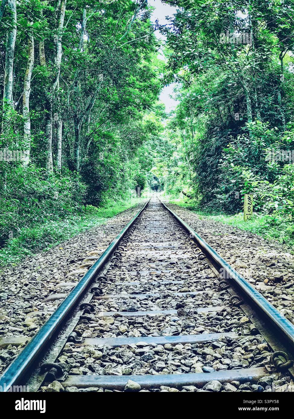 Lawachara National park…Lawachara was one of the filming sites of the 1956 movie Around the World in 80 Days Stock Photo