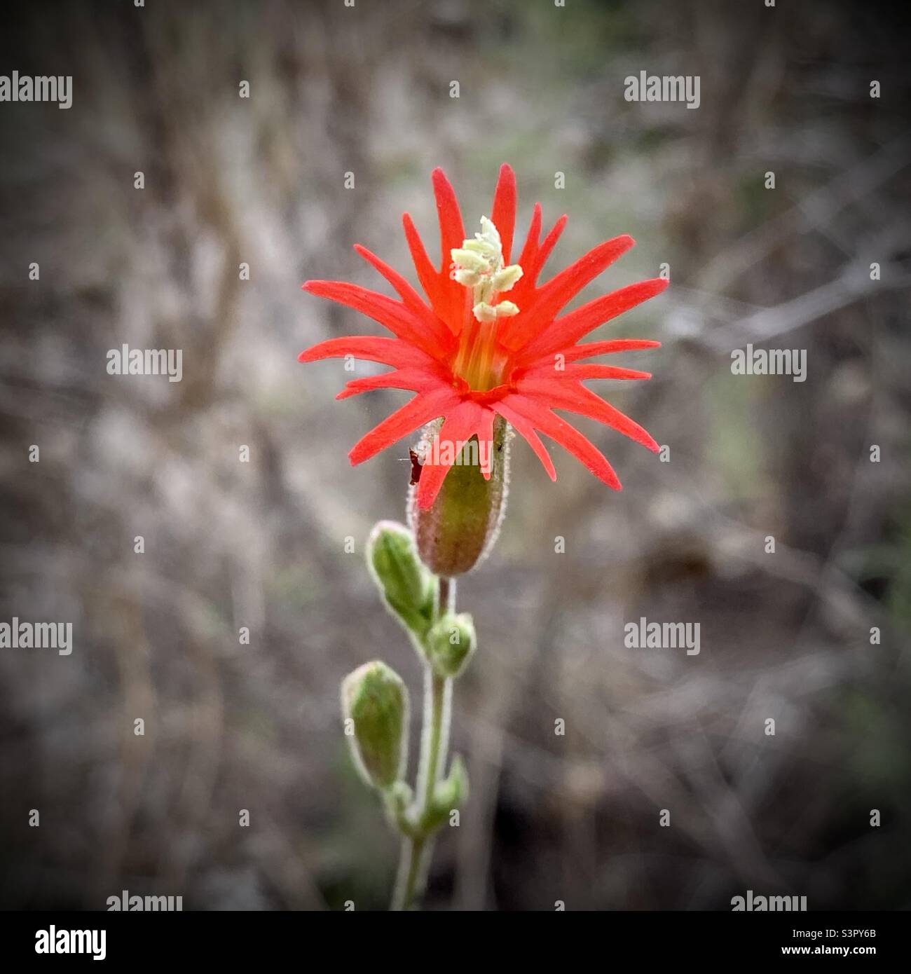 Single red flower with spiky petals growing in the wild - Smartphone Captured Stock Image