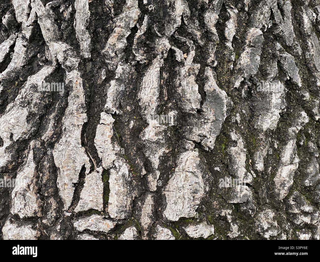 Macro detail of rough tree bark, creating abstract nature background - Smartphone Captured Stock Image