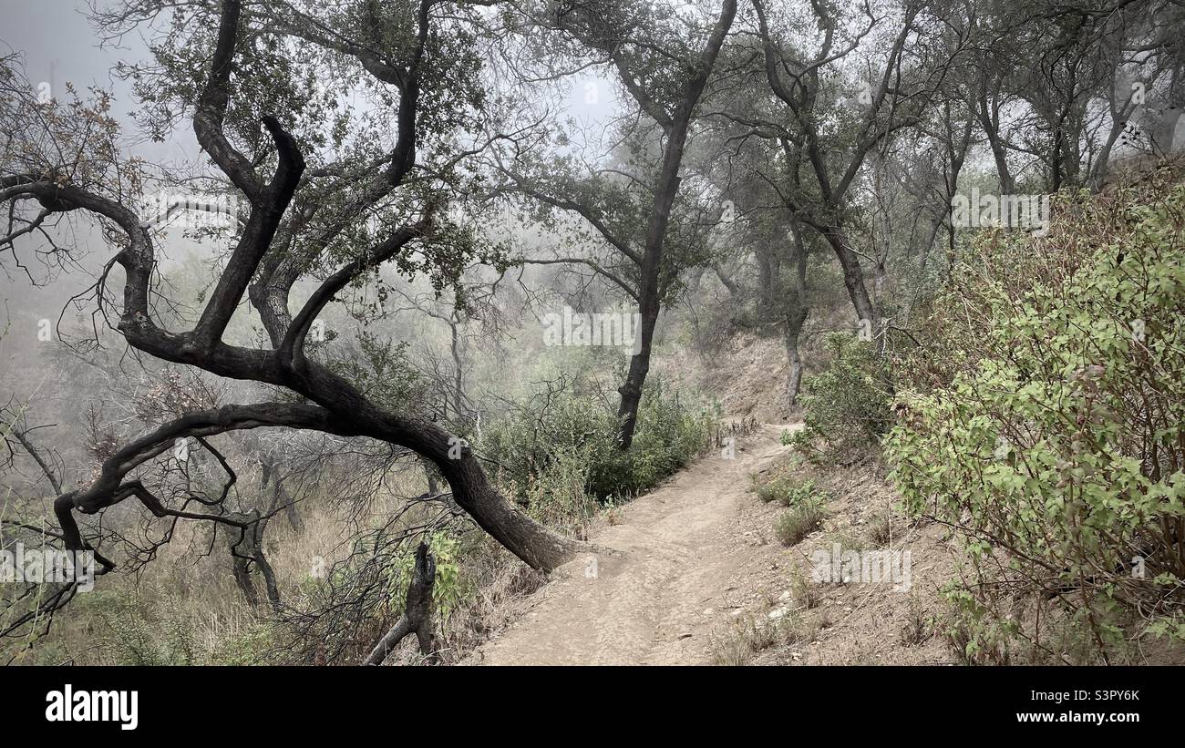 Twisted trees against a foggy morning background on the Backbone Trail through Santa Monica Mountains, Southern California - Smartphone Captured Stock Image