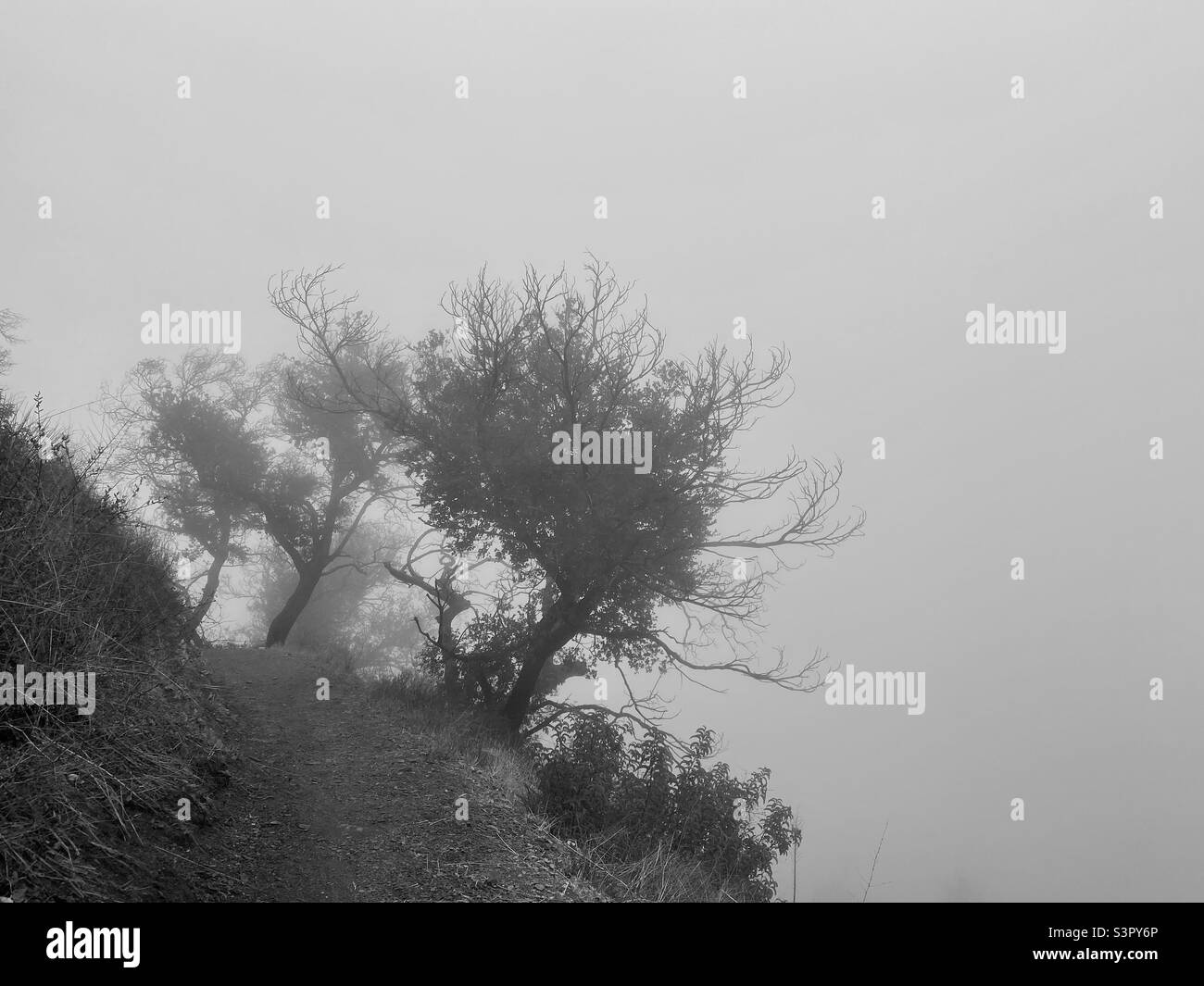Trees growing at angle on hill, isolated in fog on the Backbone Trail through Santa Monica Mountains, Southern California. Black and white Stock Photo