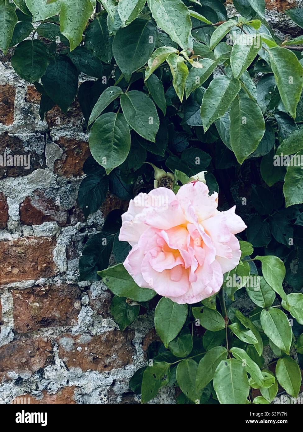 Pink flower growing against a wall in the gardens at Highclere Castle, Hampshire, England. August 2021. - Smartphone Captured Stock Image