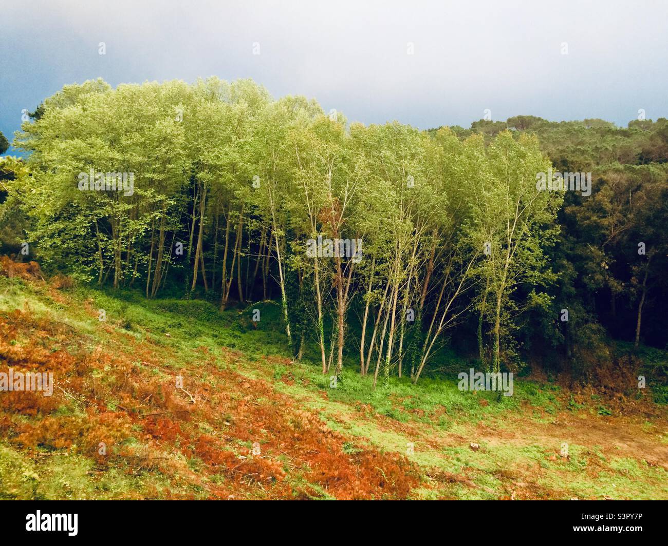 Black Poplars (Populus nigra) on the Spring - Smartphone Captured Stock Image