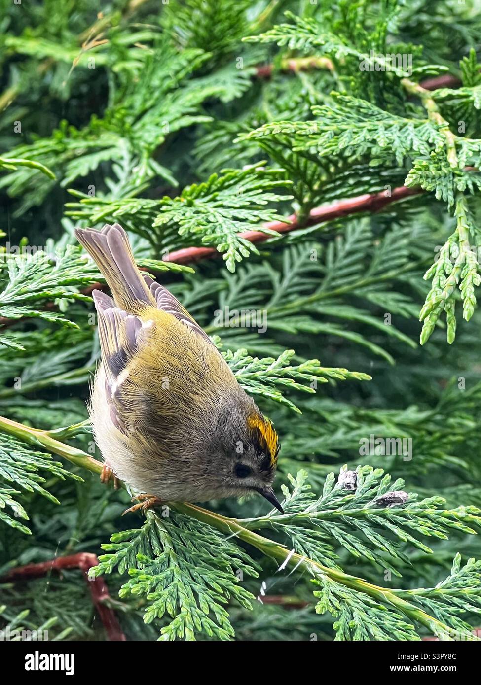 Goldcrest - Smartphone Captured Stock Image