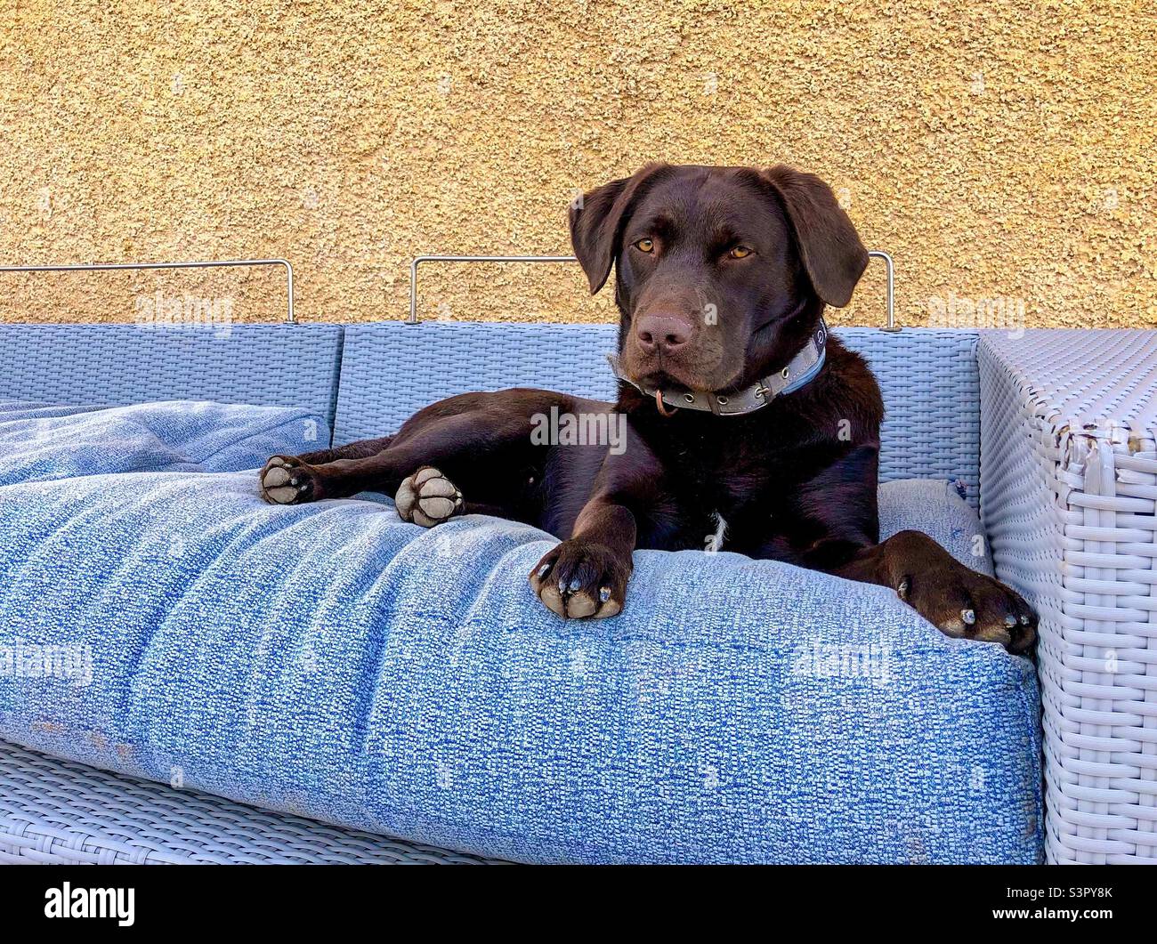 Chocolate brown Labrador relaxing on couch. Stock Photo