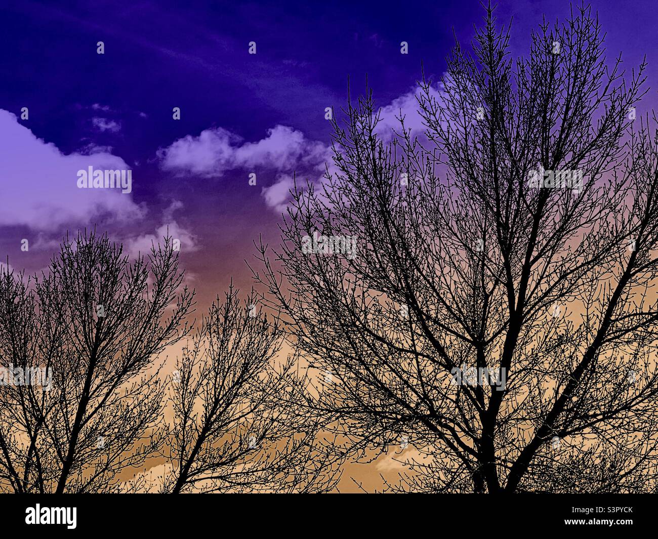 Springtime trees, not yet leafing out, are seen silhouetted under a fair spring sky. The original image has been inverted, making a negative image, and color effects added via the IOS app Shift. - Smartphone Captured Stock Image
