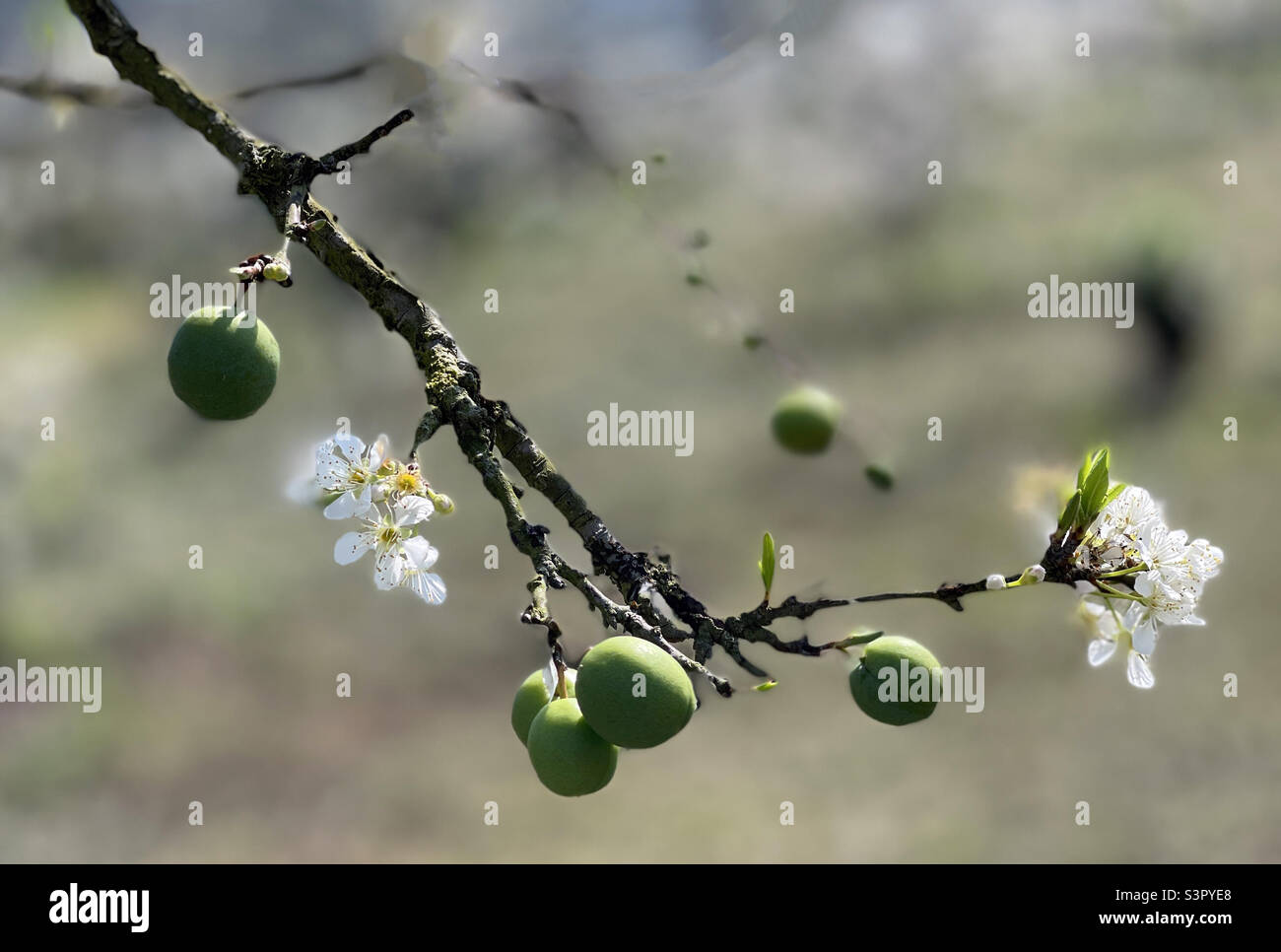 young plums - Smartphone Captured Stock Image