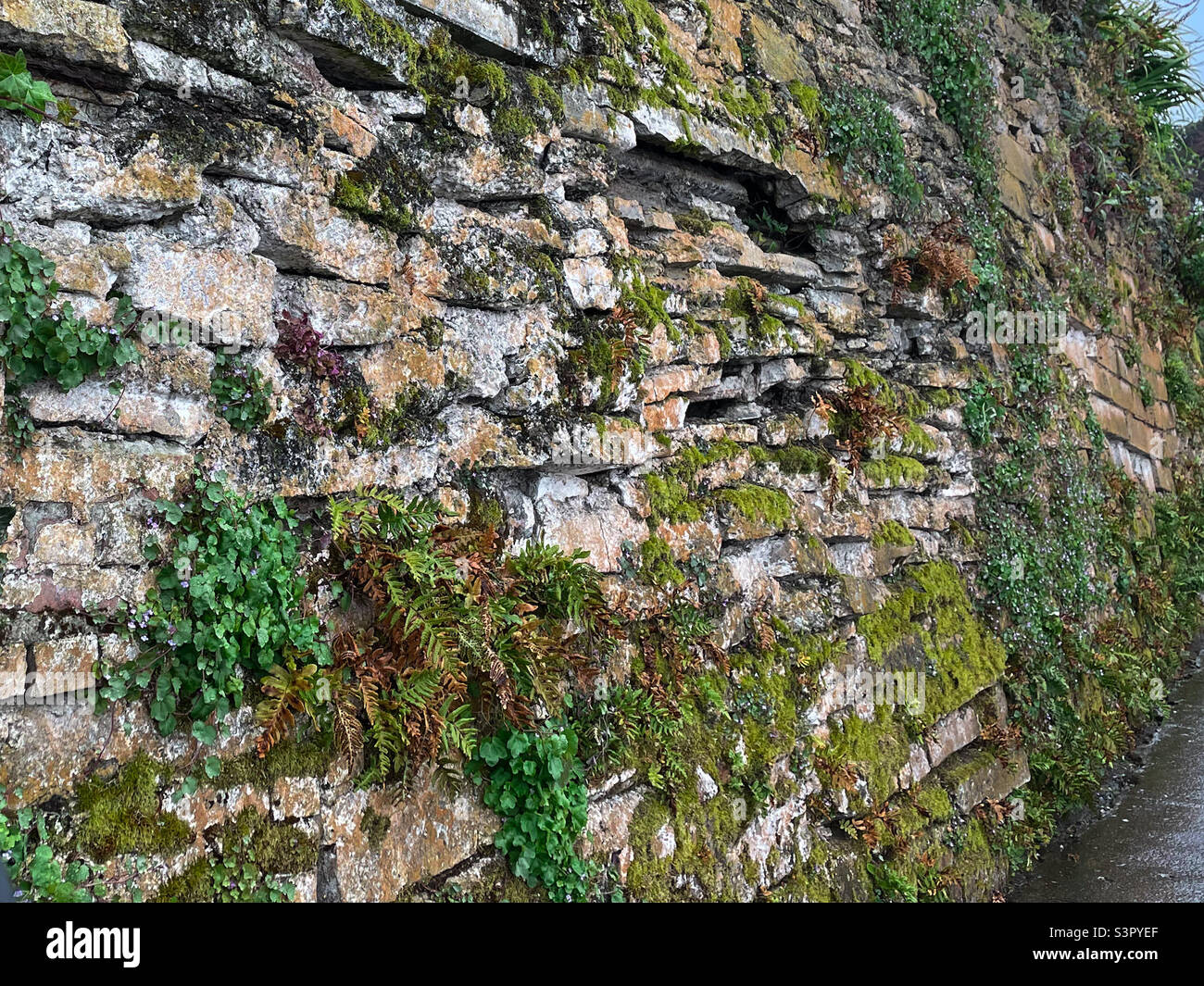 Plants growing on a brick wall Stock Photo