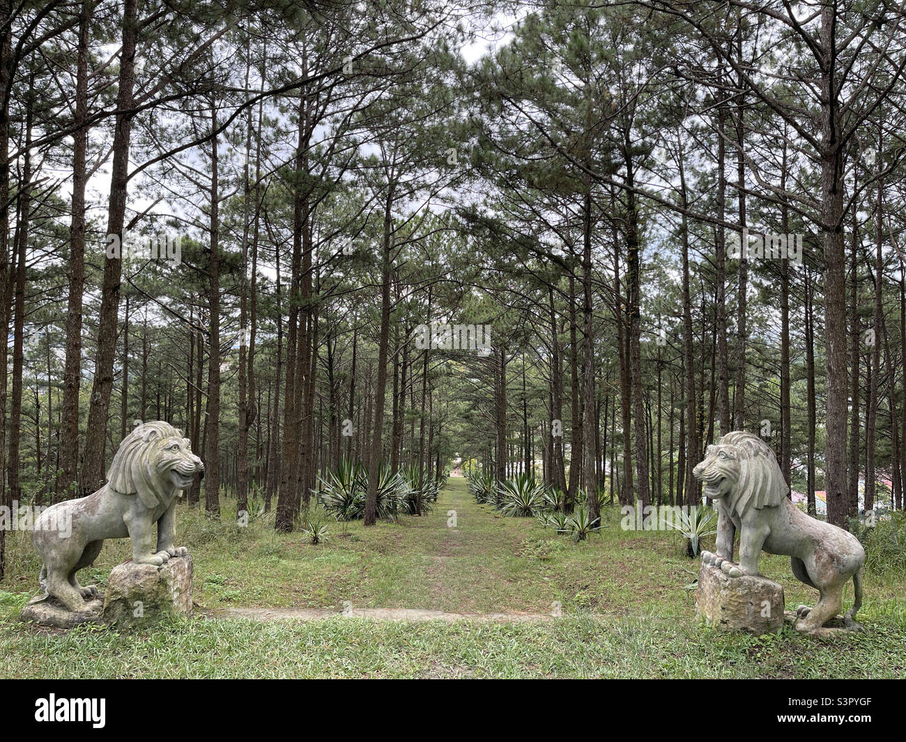 two stone lions - Smartphone Captured Stock Image